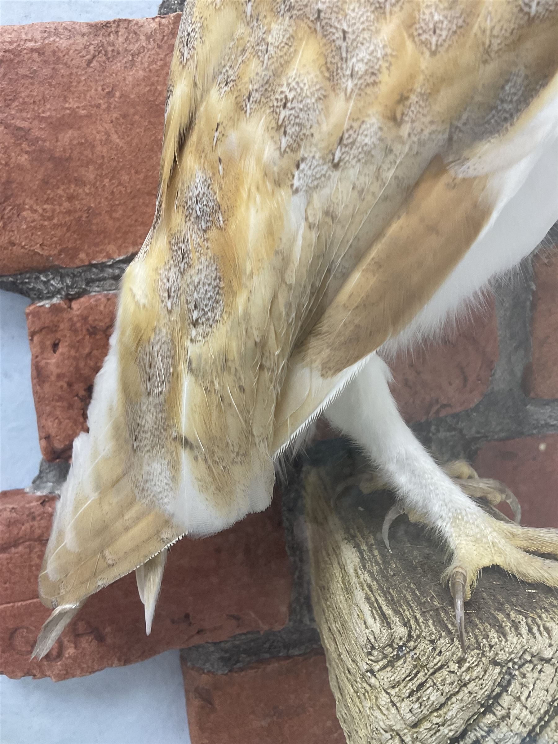 Taxidermy: Wall Mounted Barn Owl (Tito alba), dated 2001, by David Astley, Taxidermist, York, a high quality full mount adult male with head turning to the right, perched upon a short wooden beam, set against a faux brick back drop, width 50cm x height 55cm overall, bearing taxidermist's full paper trade label verso.
with Cites Article 10 (non transferable) licence no.24GBA102LOMN1 Cause of death RTA - 2001. This specimen would require a re-export licence to export from the UK, an import permit would be required into your chosen country, this is the responsibility of the buyer alone, David Duggleby Auctioneers and Valuers do not offer any onward re-export or import licences.