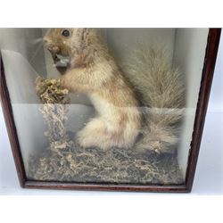 Taxidermy: Cased Red Squirrel (Sciurus vulgaris), mounted upon naturalistic ground works, set against a white backdrop, encased within a single panel display case, H28cm