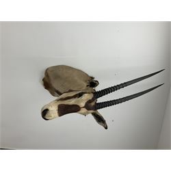 Taxidermy: Beisa Oryx (Oryx beisa beisa), adult male shoulder mount looking straight ahead, approximately H120cm