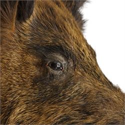 Taxidermy - Adult European wild boar head (Sus Scrofa) on wooden wall shield H72cm x W43cm x D53cm