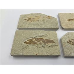 Four fossilised fish (Knightia alta) each in an individual matrix, age; Eocene period, location; Green River Formation, Wyoming, USA, largest matrix H6cm, L11cm