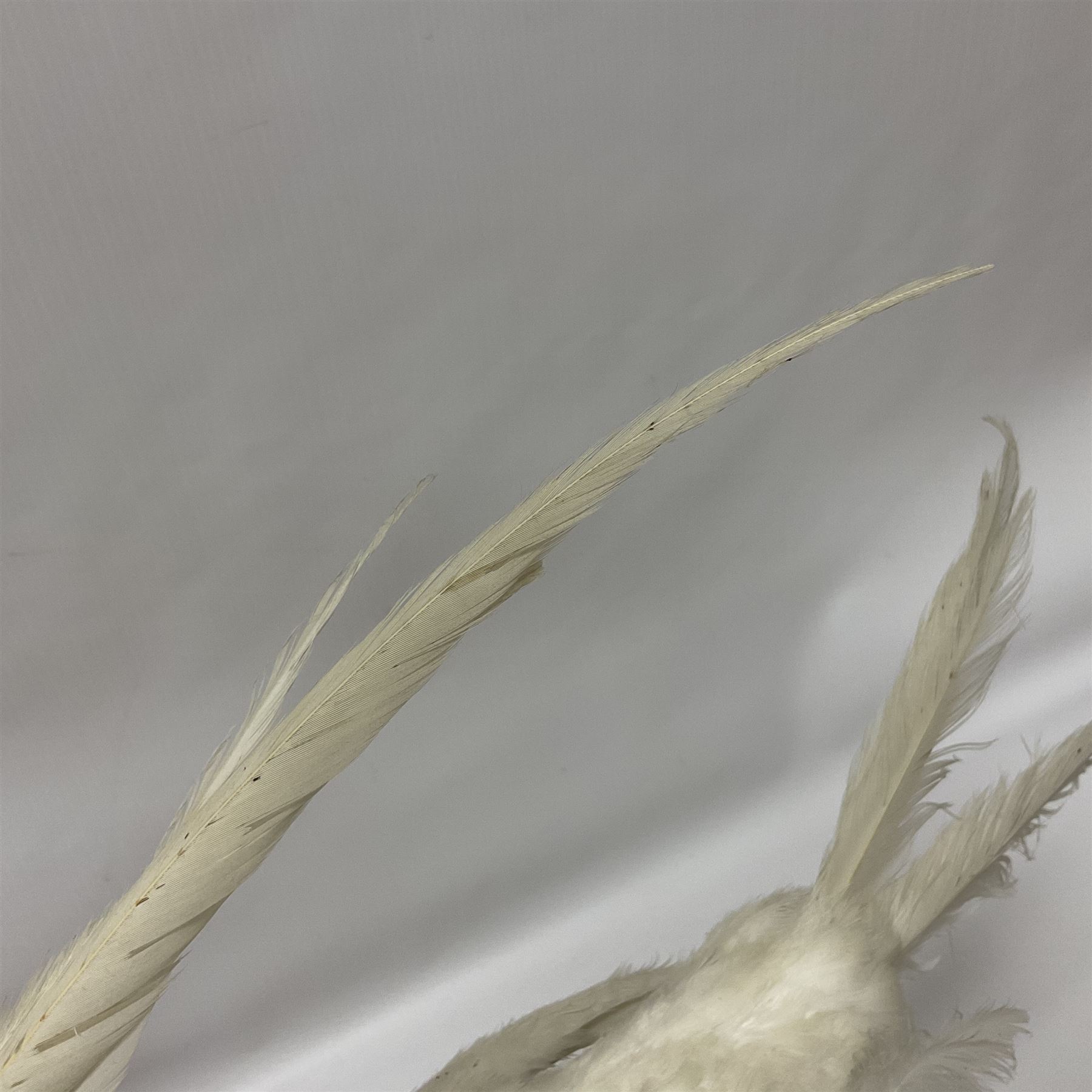 Taxidermy; pair of Common Pheasants (Phasianus Colchicus), white cock and hen adult mounts, upon a wooden base, H51cm  