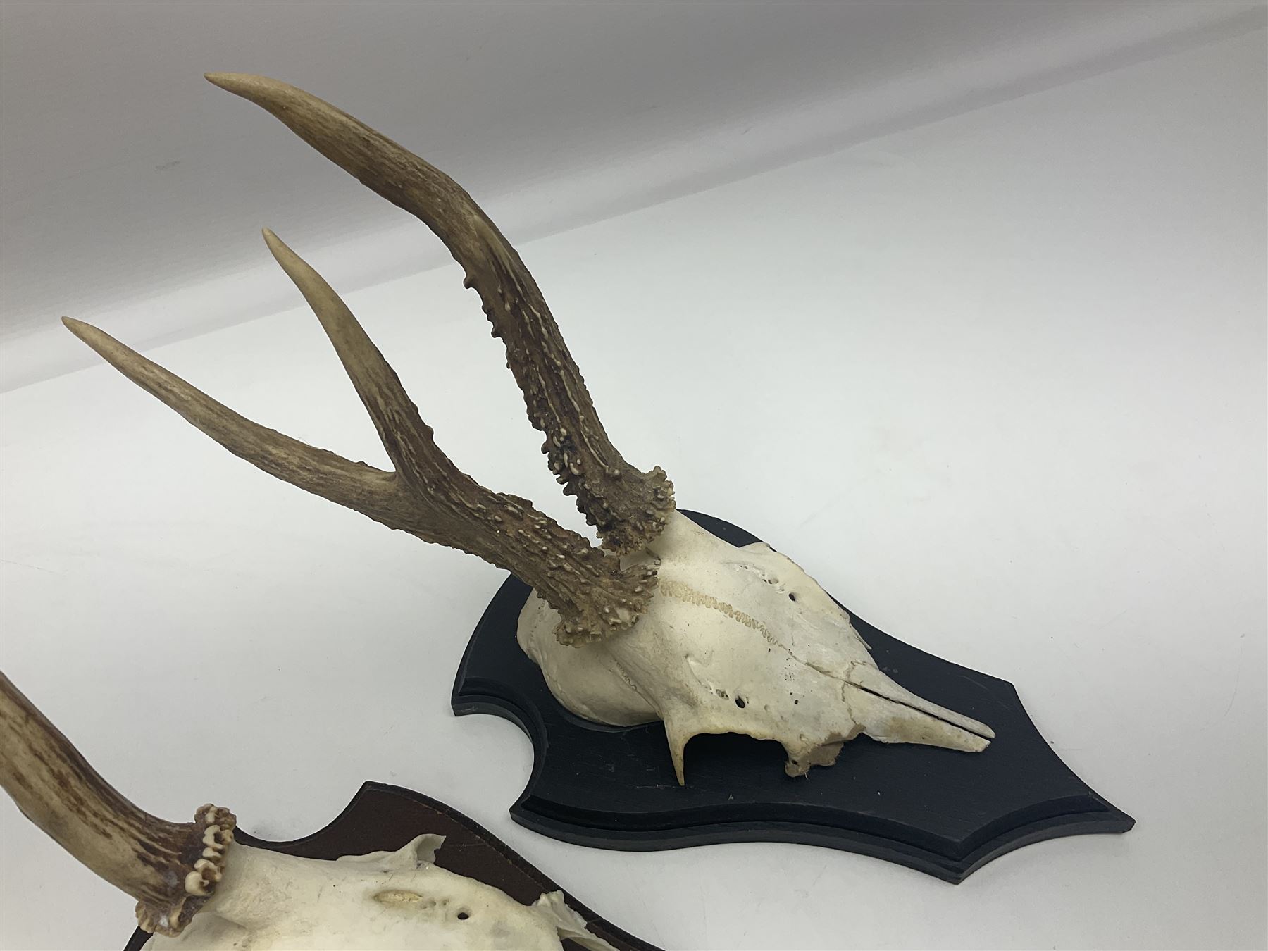Antlers/Horns: Roe Deer (Capreolus capreolus) ten pairs of roe deer antlers mounted upon wooden shields, shield H20cm 