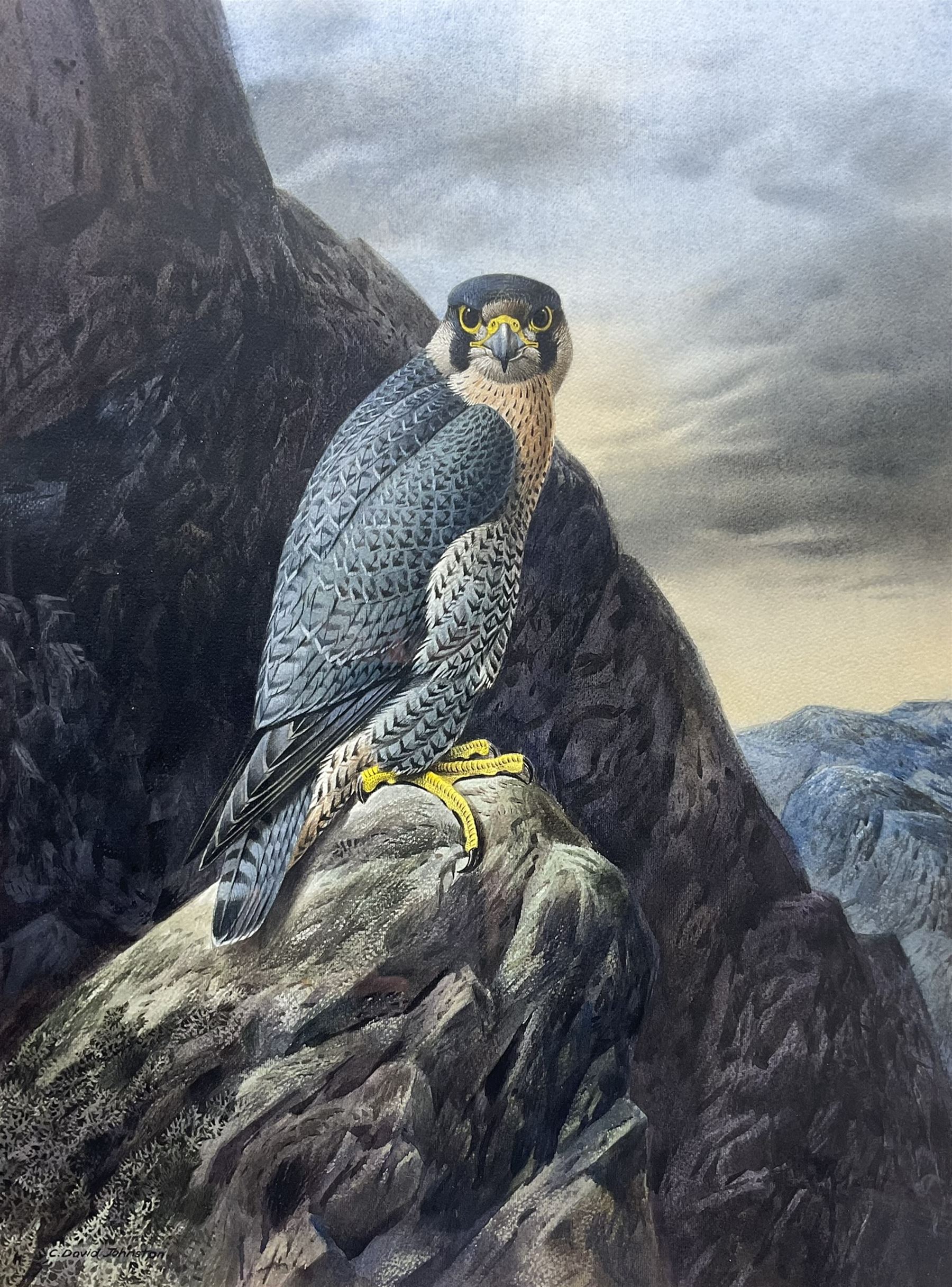 Cyril David Johnston (British 1946-): Peregrine Falcon, watercolour signed 53cm x 39cm