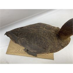 Taxidermy; Moorhen (Gallinula), mounted upon a stepped circular base with naturalistic detail, together with Mallard duck (Anas platyrhynchos) female specimen upon a rectangular wooden base, tallest example H33cm