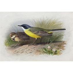 Archibald Thorburn (Scottish 1860-1935):