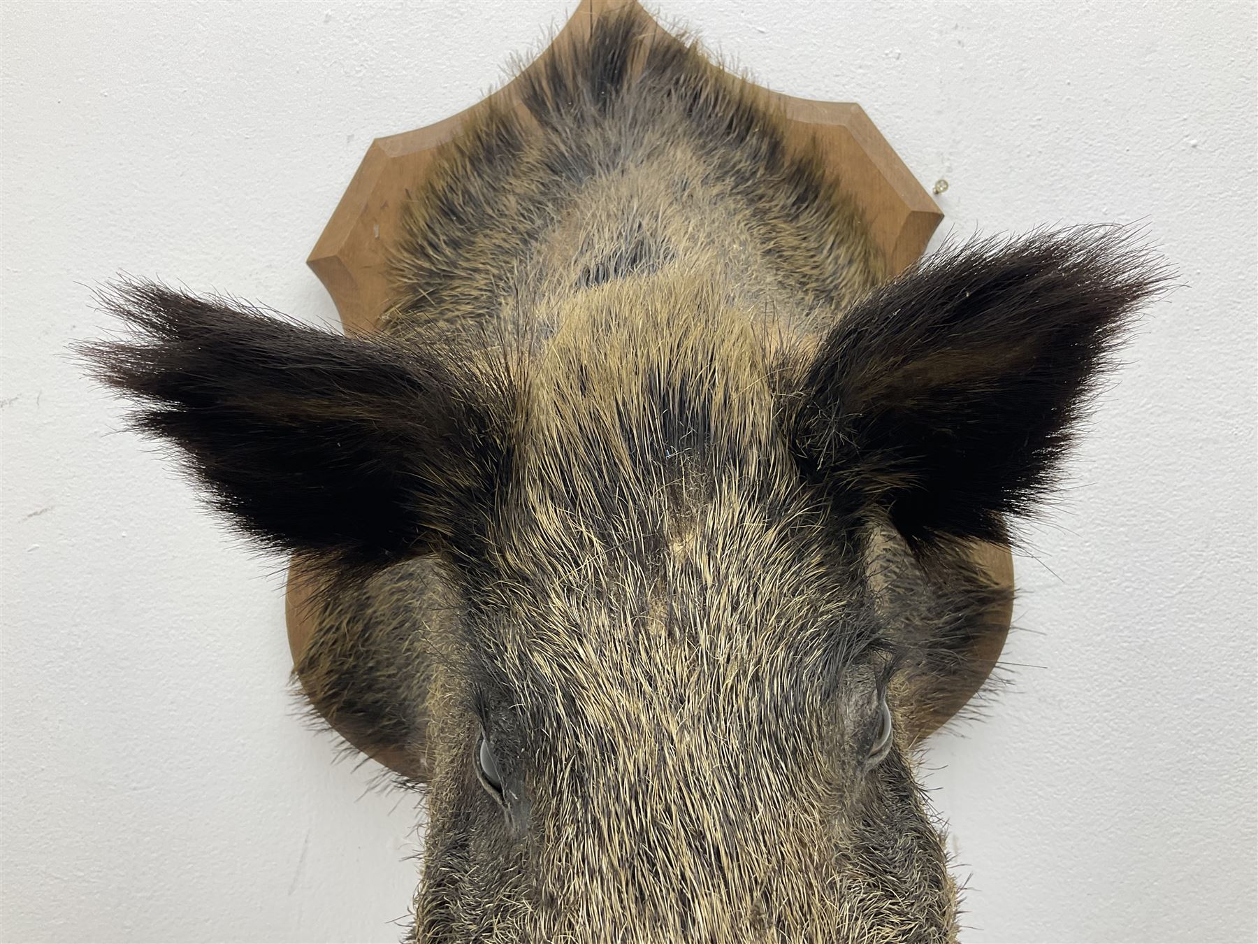 Taxidermy; European Wild Boar (Sus scrofa), adult shoulder mount looking straight ahead, with mouth agape, mounted upon a wooden shield, H70cm