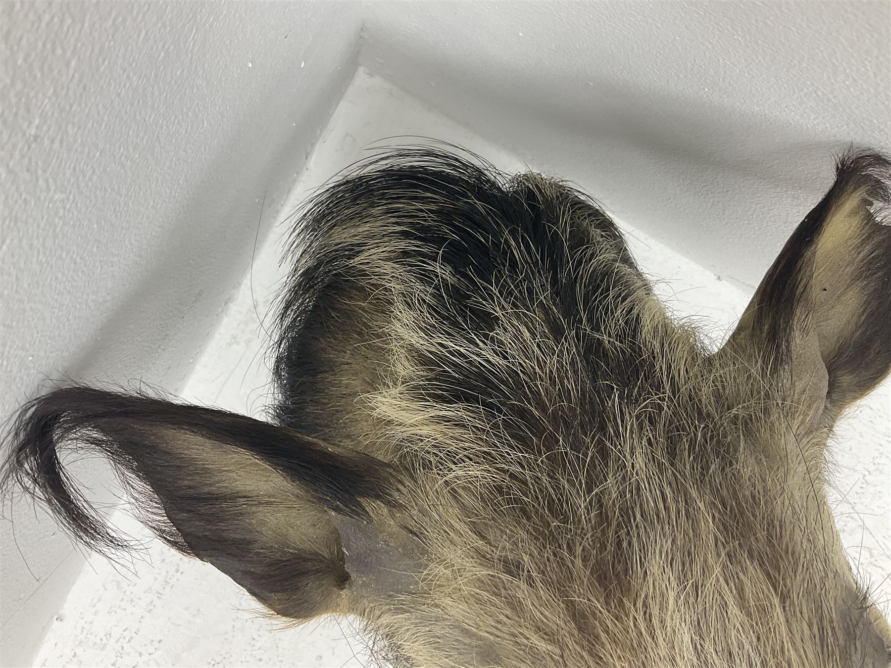 Taxidermy: African bushpig (Potamochoerus larvatus), male shoulder mount looking straight ahead, with mouth agape,  D55cm