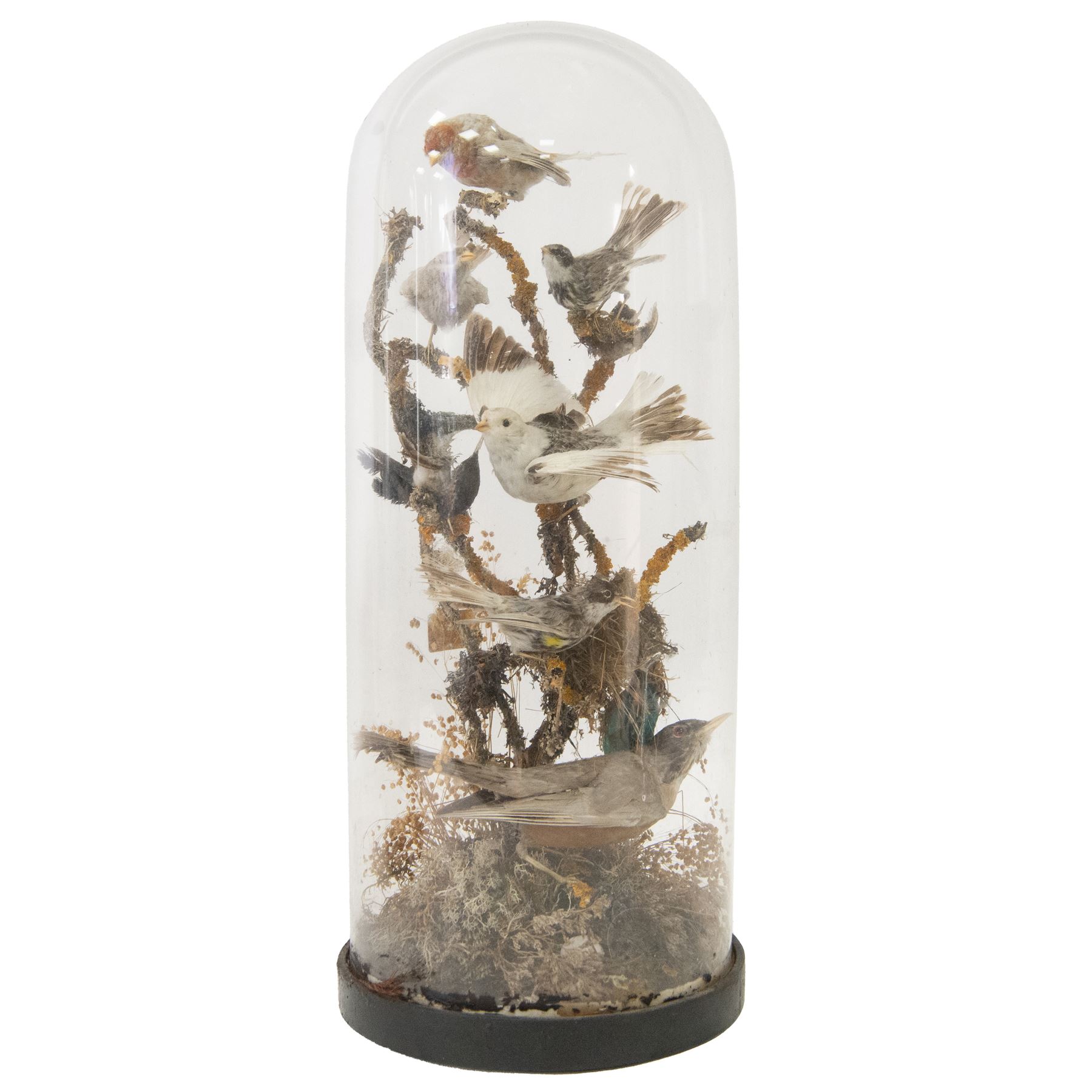 Taxidermy; Victorian domed diorama study of birds, including Thrush (Turdus Leucomelas) and Goldfinch (Carduelis carduelis), all perched upon a branch, the glass dome upon a circular ebonised wooden base, H56cm