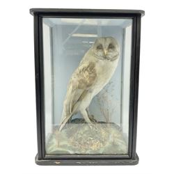 Taxidermy; late Victorian cased Barn Owl (Tyto alba), a full mount adult perched atop a tree stump, with head turning to the right, amidst a naturalistic setting, encased within an ebonised three pane display case, with taxidermy paper label verso detailed S H Walker, bird and animal preserver, Norton Malton, H41cm W28cm, D16cm