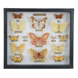 Entomology: Single glazed display Moths of the World, circa 20th century, single glazed display containing fifteen specimens, including Gonimbrasia Belina, Gonimbrasia (Nudaurelia) Anna, all with attached data labels, all pinned upon foam backing and named labels, enclosed within a glazed ebonised display case, H33cm, L38cm