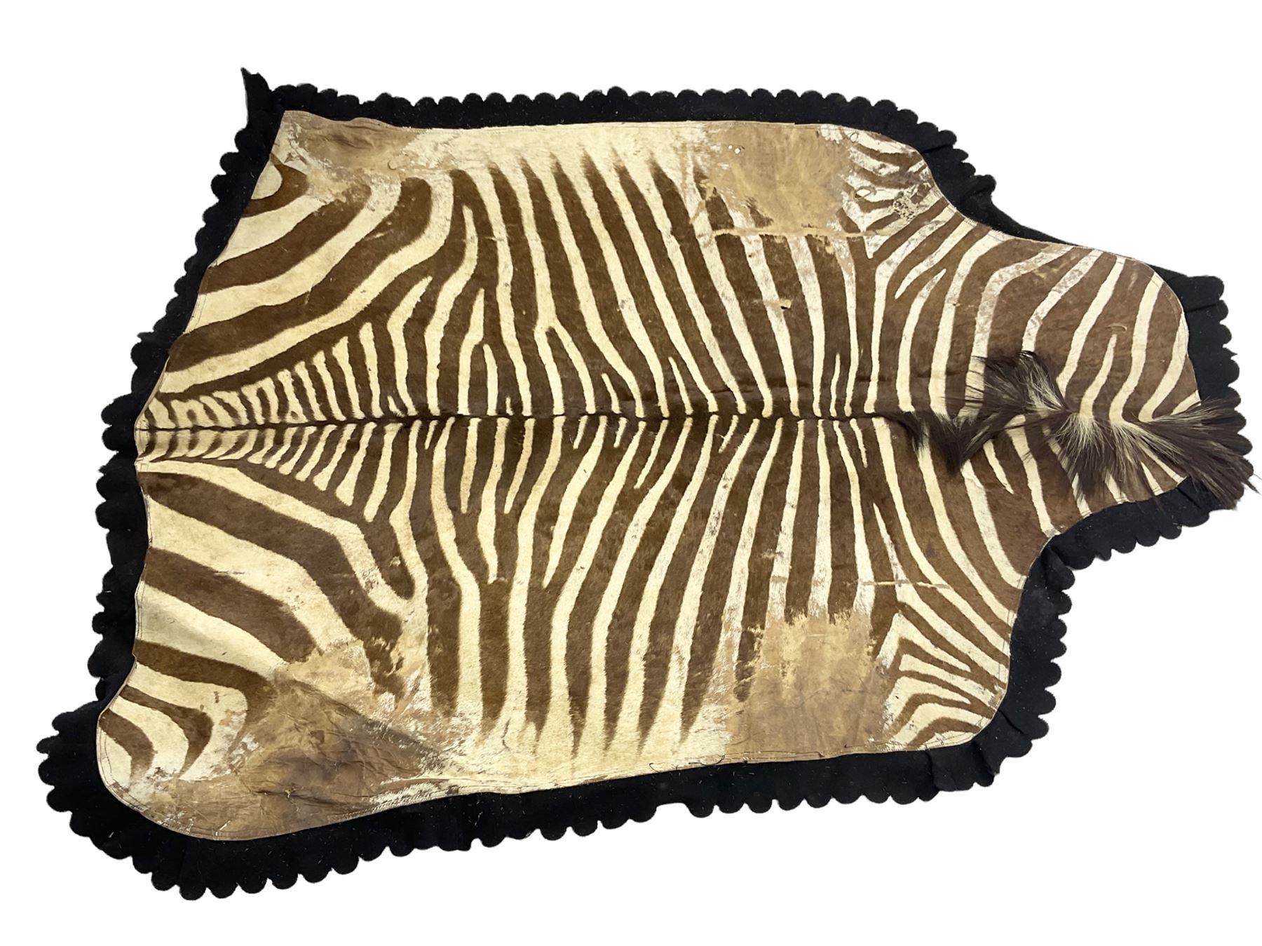 Taxidermy: Zebra hide rup (Equus quagga), edged with black felt material 