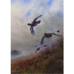  Peter Allis (British 1944-): Driven Grouse in a Moorland Mist, watercolour heightened in white signed 52cm x 37cm  DDS - Artist's resale rights may apply to this lot   