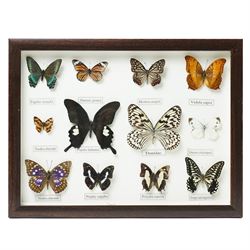 Entomology - Collection of butterfly specimens, presented in two cases, 33cm x 42cm 
