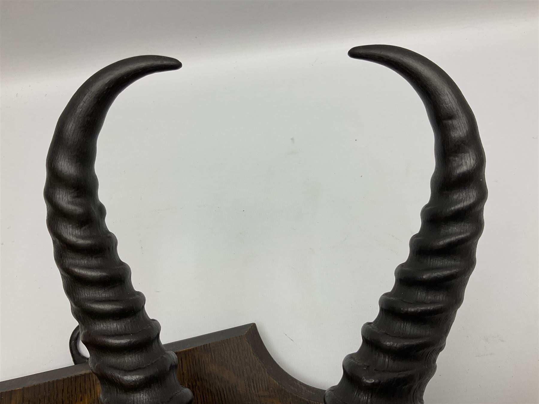 Antlers/horns; Bushbuck (Tragelaphus sylvaticus),  Duiker Buck (Sylvicapra grimmia) and Springbok (Antidorcas marsupialis), three pairs of adult antlers upon an oak shield, shield H38cm 