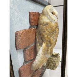 Taxidermy: Wall Mounted Barn Owl (Tito alba), dated 2001, by David Astley, Taxidermist, York, a high quality full mount adult male with head turning to the right, perched upon a short wooden beam, set against a faux brick back drop, width 50cm x height 55cm overall, bearing taxidermist's full paper trade label verso.
with Cites Article 10 (non transferable) licence no.24GBA102LOMN1 Cause of death RTA - 2001. This specimen would require a re-export licence to export from the UK, an import permit would be required into your chosen country, this is the responsibility of the buyer alone, David Duggleby Auctioneers and Valuers do not offer any onward re-export or import licences.