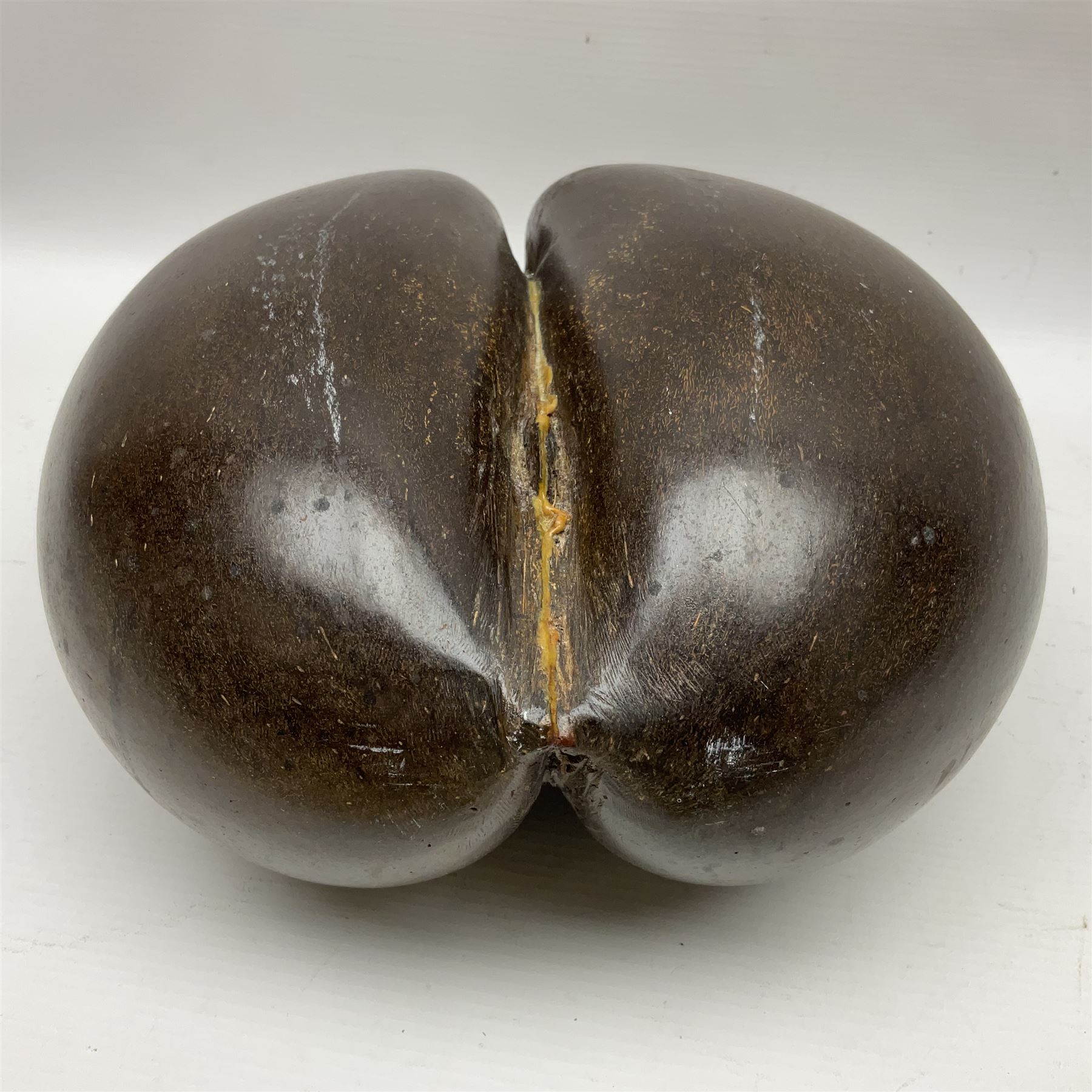 Coco De Mer (Lodoicea Maldivica), L29cm, H15cm 