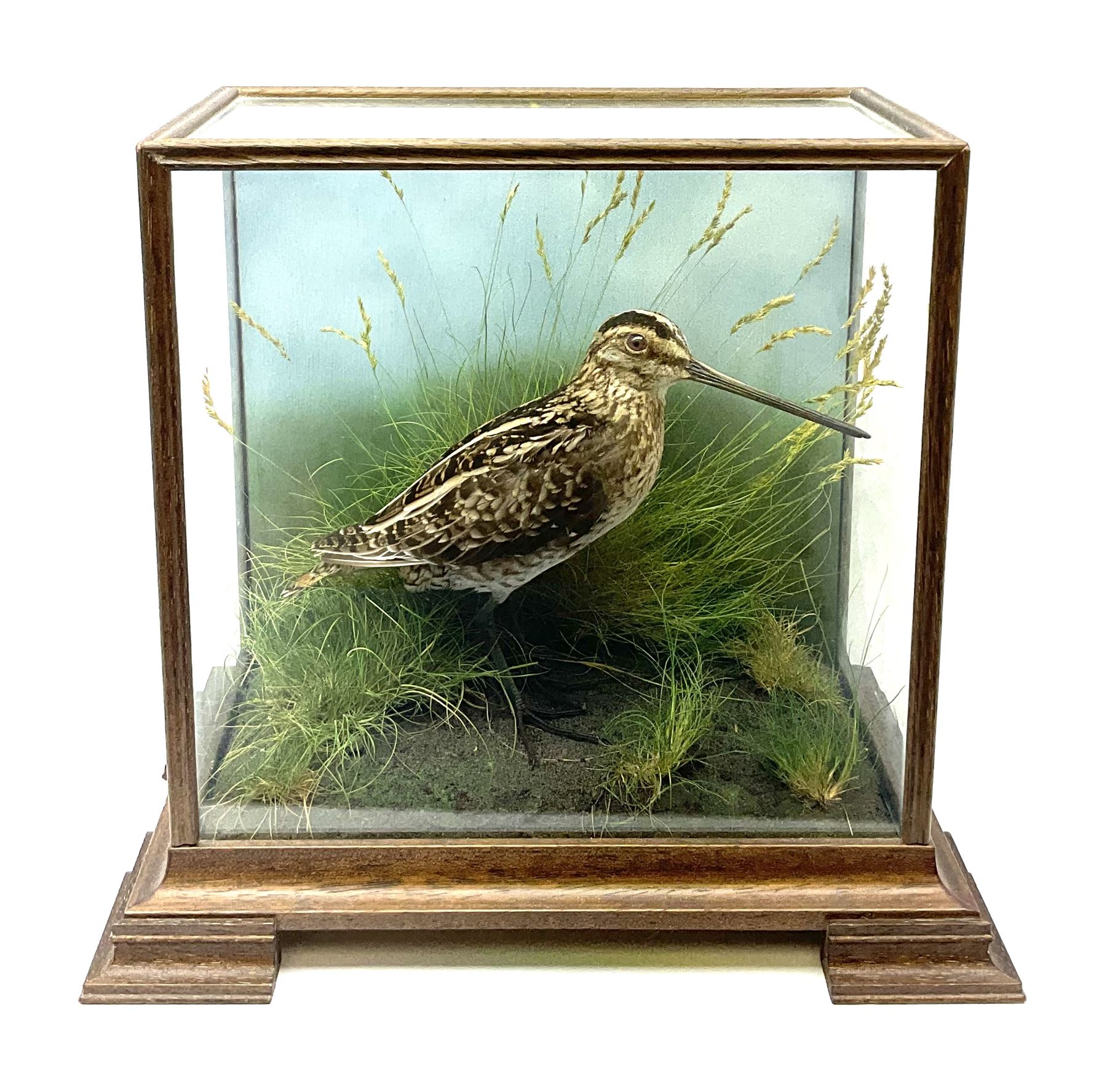 Taxidermy: 20th century cased  Common Snipe (Gallinago gallinago), mounted upon naturalistic ground work with soil and grasses, set against a painted sky backdrop, encased within a four pane display case with four bracket feet, with taxidermist paper label beneath detailed David Astley Taxidermist, H26.5cm L29cm D18.5cm