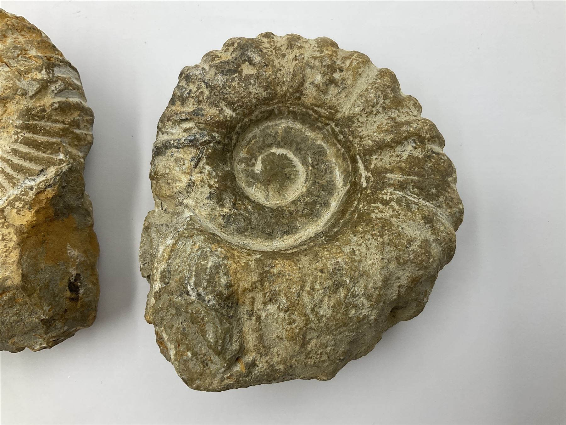 Pair of limestone Ammonite fossils, age; Cretaceous period, location; Morocco, D10cm