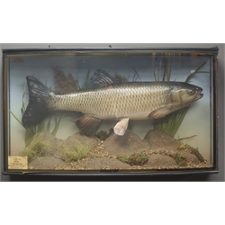  Taxidermy cast - Chub in naturalistic underwater setting, with card 'Chub 5lb 11oz, Caught by J Pugh, River Severn at Ironbridge 26th November 1932' in bow front glazed case, W64cm, H37cm    