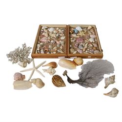 Conchology; collection of world seashells, coral and starfish, to include cowrie, Seasnail...