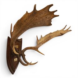 Antlers/Horns - pair of Fallow deer (Dama dama) antlers, mounted on wooden shield, with Arundel Park bone plaque, W81cm 