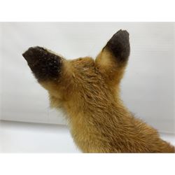 Taxidermy; Red Fox (Vulpes vulpes), full adult mount stood upon a dry tree root and mounted on a wooden plinth, H54cm 