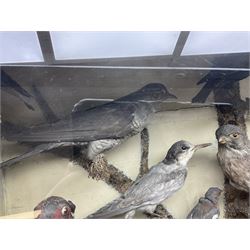 Taxidermy; cased bird diorama, to include Red-neck Pheasants (Phasianus colchicus) adult mounts hen and cock, Common Kestrel (Falco tinnunculus), Common Blackbird (Turdus merula), Starling (Sturnus vulgaris) and others,  in a naturalistic setting, encased within a single pane display case, H66cm, L97cm