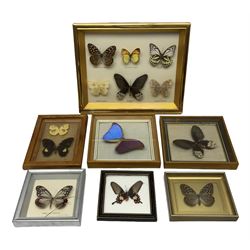 Entomology; seven framed displays contain thirteen specimens of butterflies, to include Radens Similis, Lxias Pyrene Insignis, Morpho anaxibia etc