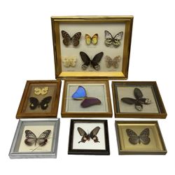 Entomology; seven framed displays contai