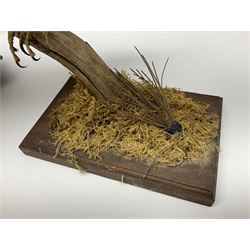 Taxidermy: Long-eared Owl (Asio otus), full adult mount upon a cut tree branch, together with European Sparrowhawk (Accipiter nisus), full adult mount, upon a branch in a naturalistic setting, owl H36cm 