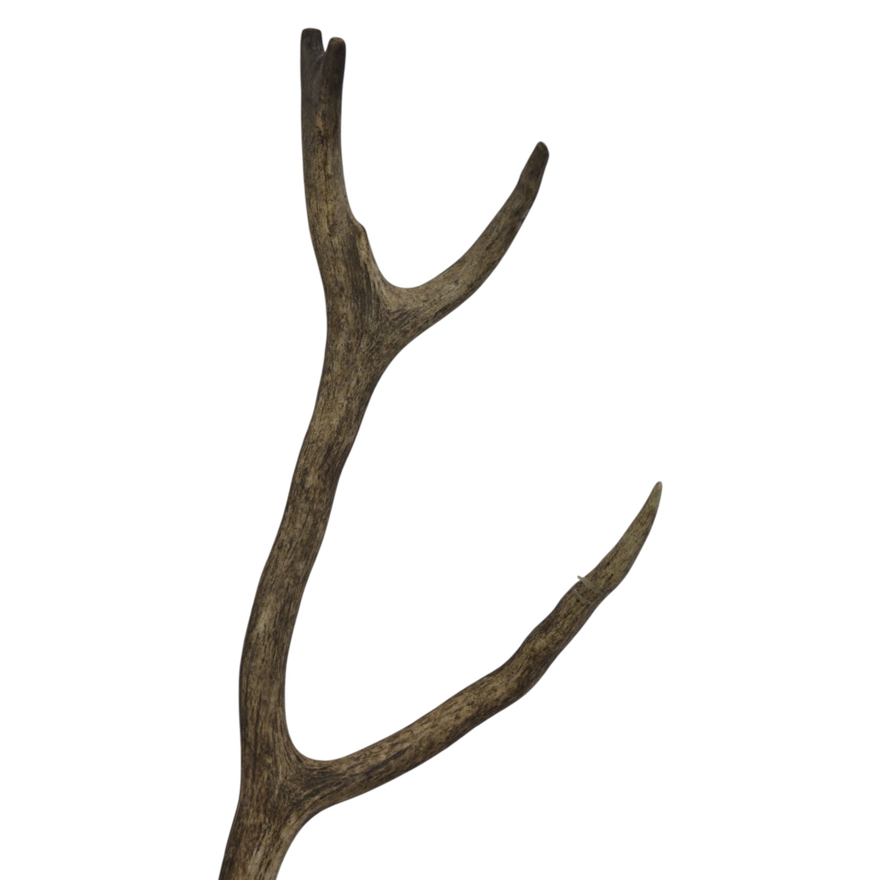 Antlers/Horns: Pair of Red Deer (Cervus elaphus) antlers on skull, H110cm