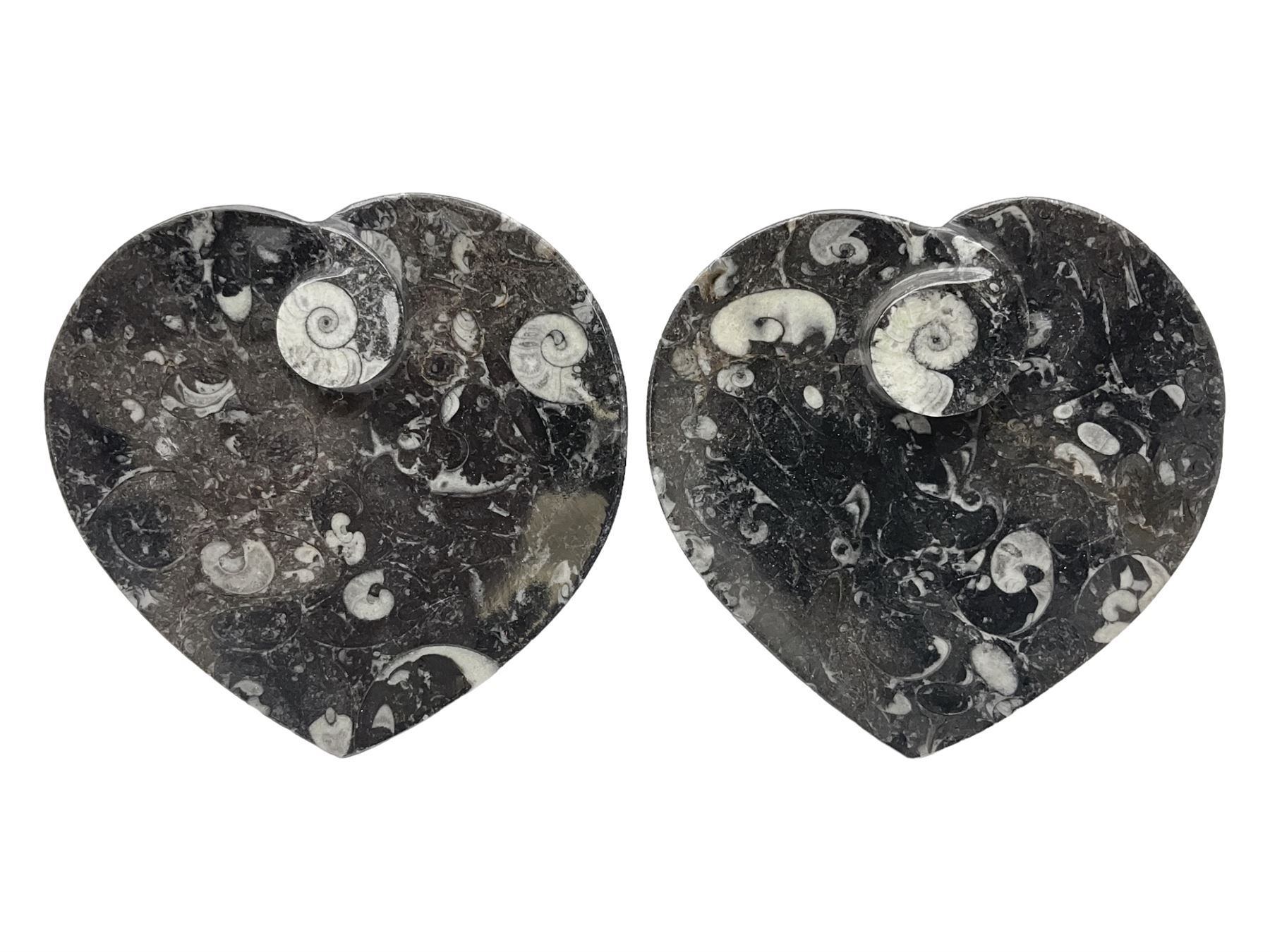 Pair of dishes in the form of hearts with a raised Goniatite to the centre and Orthoceras and Goniatite inclusions, age: Devonian period, location: Morocco, D16cm