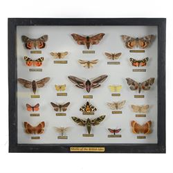 Entomology: Single glazed display Moths 