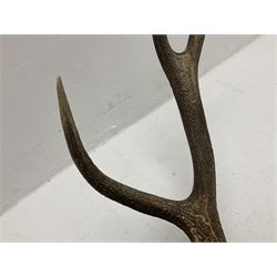 Antlers/Horns: European Royal Red Deer Antlers (Cervus elaphus hippalaphus), twelve point antlers, mounted upon a carved and pierced shield H120cm D64cm