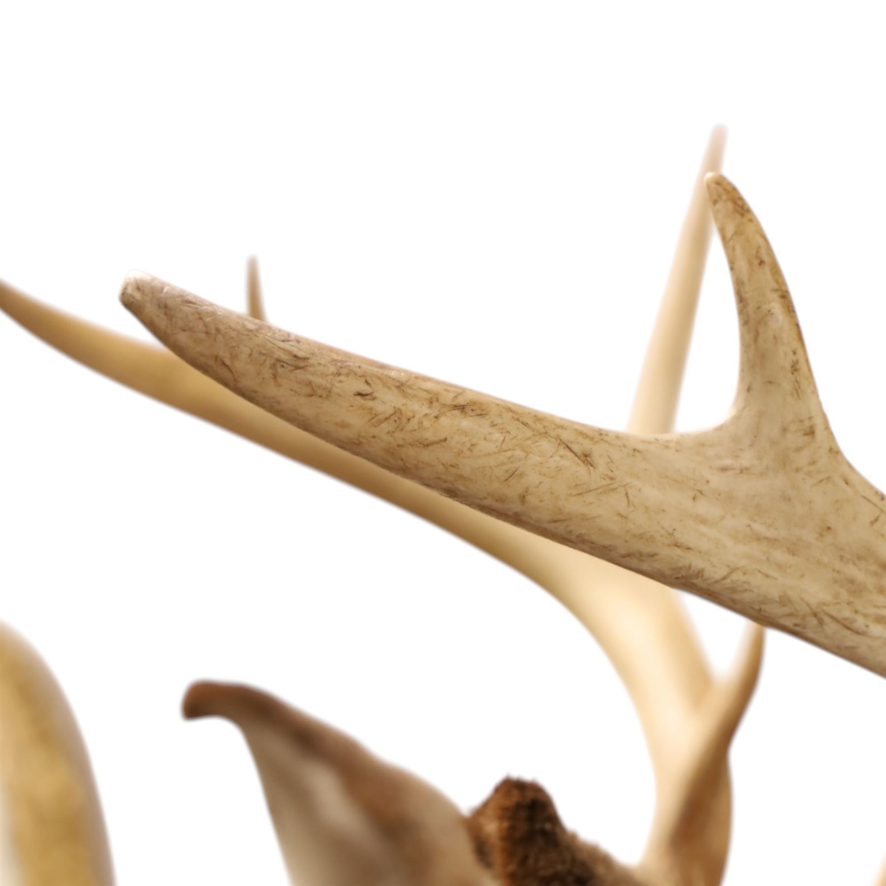 Taxidermy - White-tailed Deer (Odocoileus virginianus), adult male stag shoulder mount looking outward, eight-point antlers mounted on wooden shield, H86cm 
