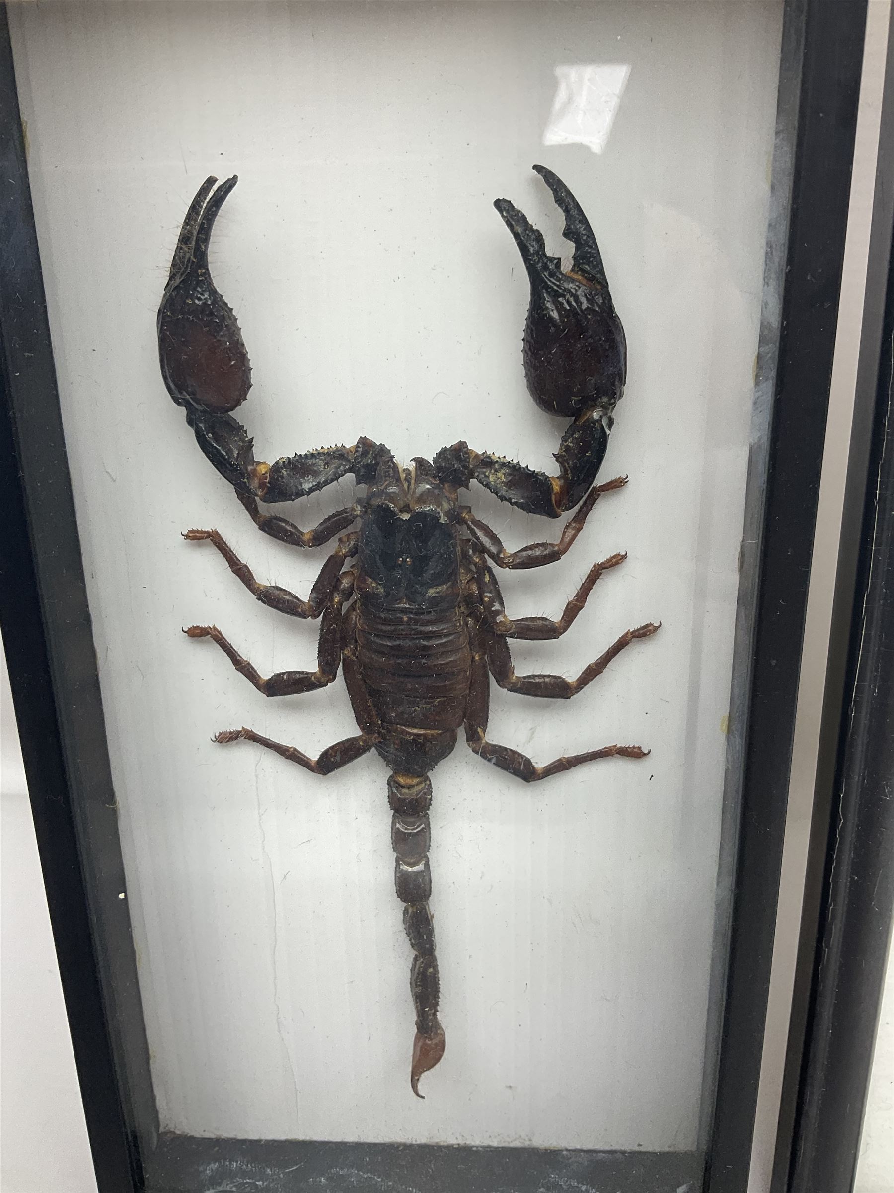 Entomology: Framed set of three specimens comprising two Giant Forest Scorpions (palamnaeus fulvipes) and a Tarantula (eurypeima spinicrus), together with another framed Giant Forest Scorpions (palamnaeus fulvipes)