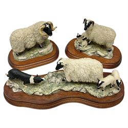 Three Border Fine Arts figures, comprising Black Faced Ewe and Collie, Black Faced Tup and Black Faced Ewe and Lambs, all with original boxes 