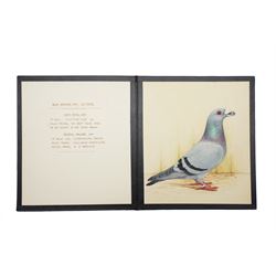 Harry Hoyle (Early 20th Century): Racing Pigeons - 'Blue Dragoon Cock 06-30' 'Blue Dragoon Hen 33-3330' and 'Blue Dragoon Cock 1918-22', set of three pencil and watercolours heightened with white, each signed and dated 1933 or 1934, accompanied with the winning history of each pigeon, each approx. 20.5cm x 18cm (3)