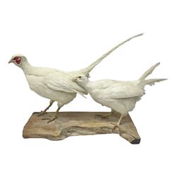 Taxidermy; pair of Common Pheasants (Phasianus Colchicus), white cock and hen adult mounts, upon a wooden base, H51cm  