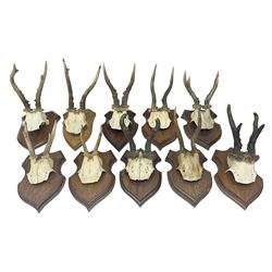 Antlers/Horns: Roe Deer (Capreolus capreolus) ten pairs of roe deer antlers mounted upon wooden shields, shield H19cm 