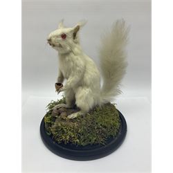 Taxidermy: Victorian albino Squirrel (Sciurus vulgaris), full mount adult, holding a hazelnut, upon naturalistic ground, enclosed beneath later glass dome with ebonised base, H32cm