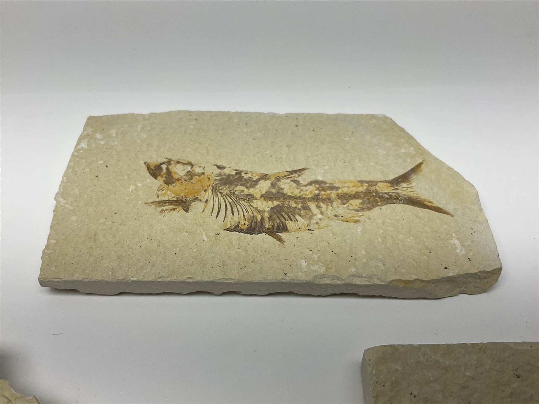 Three fossilised fish (Knightia alta) each in an individual matrix, age; Eocene period, location; Green River Formation, Wyoming, USA, largest matrix H9cm, L15cm