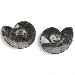 Petrified wood dish, three spiral fossil dishes and other similar examples, and a collection of shells