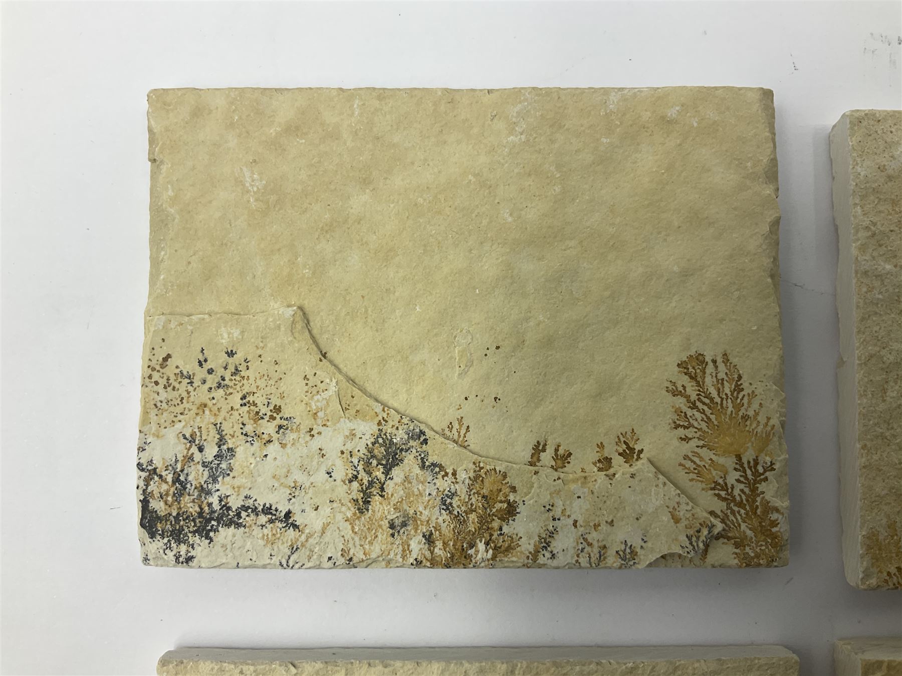 Six dendrite crystals each in an individual sandstone plaque, each plaque H6cm, L8cm