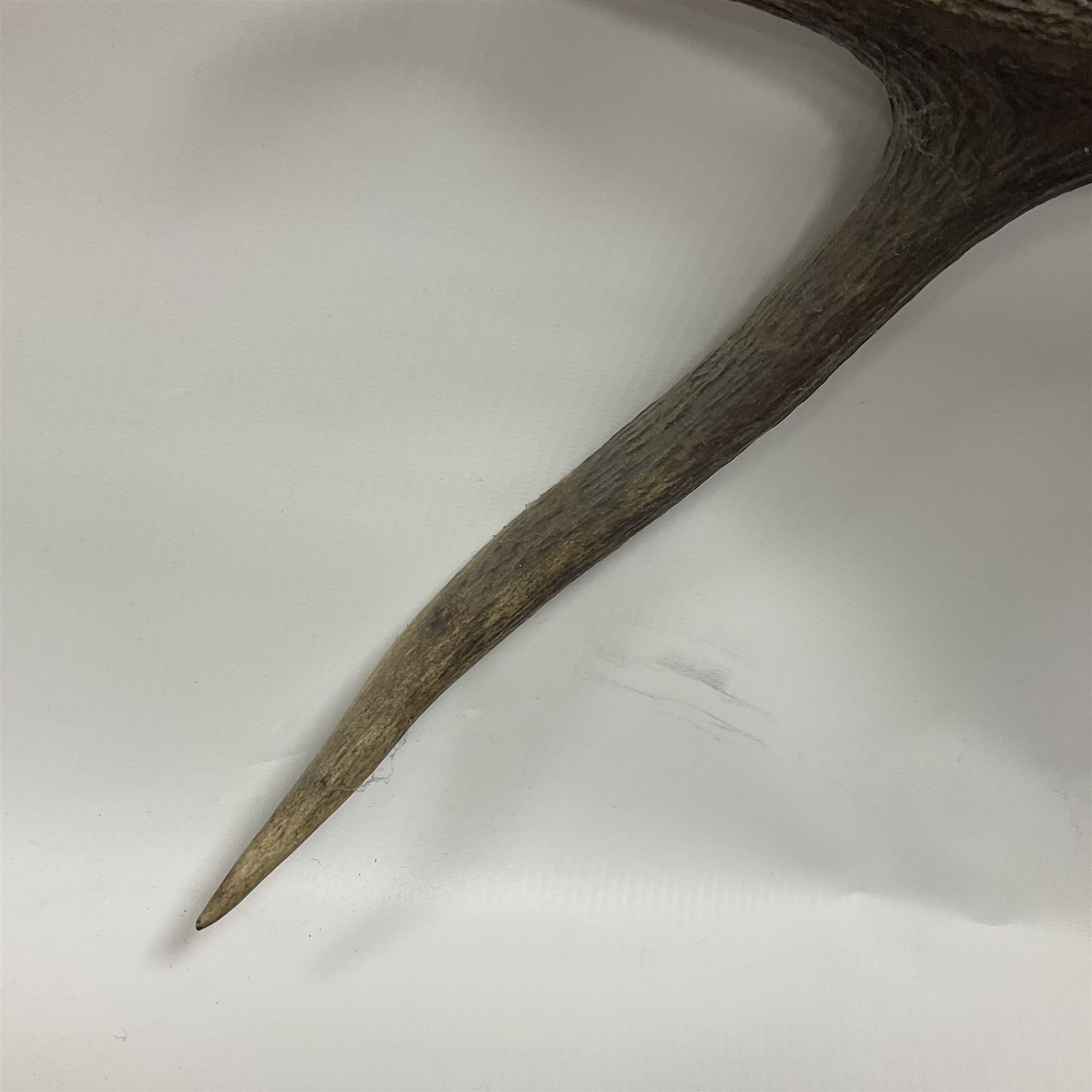 Taxidermy: Red Deer (Cervus elaphus), adult male imperial stag shoulder mount looking straight ahead, ten point antlers, mounted upon a shaped wooden shield, D65cm