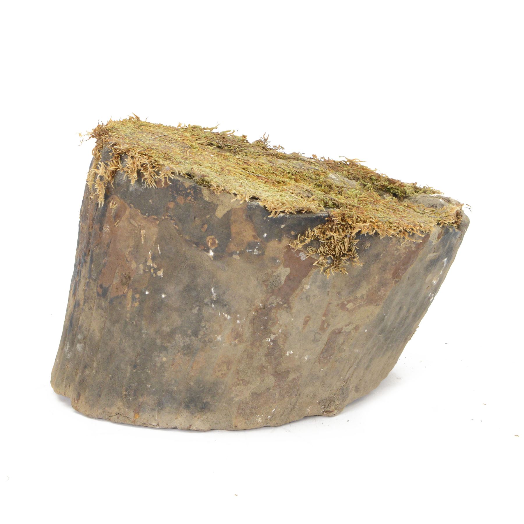 Petrified wood tree trunk/branch, sliced in cross-section with textured edge, H20cm