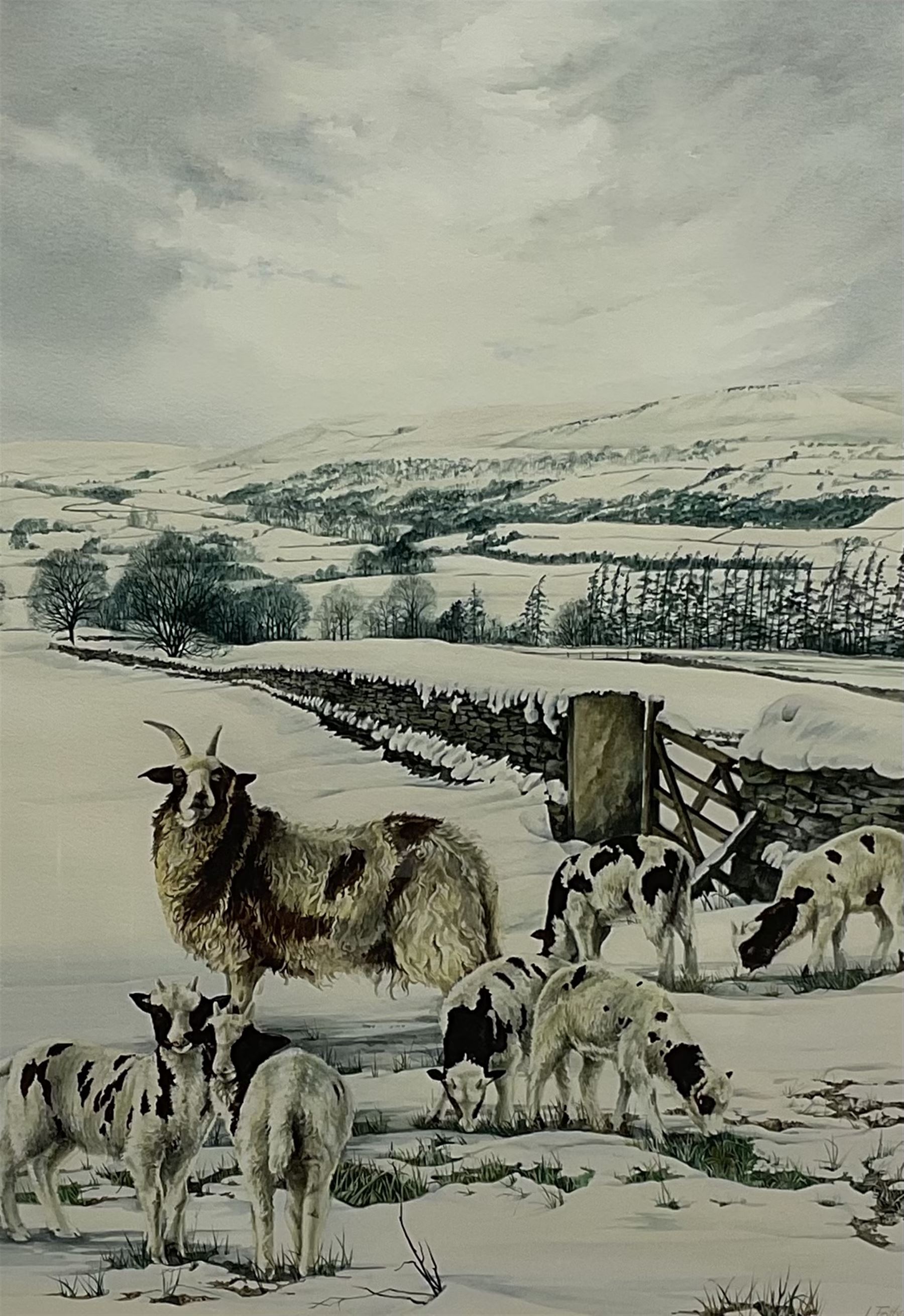 Lesley Fotherby (British 1946-): Jacob Sheep in Winter Dales Landscape, watercolour signed 52cm x 37cm
