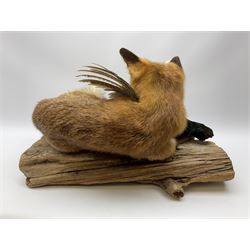 Taxidermy: Red Fox (Vulpes vulpes) with cock pheasant (Phasianus colchicus), open display upon tree mount detailed with moss, mount L64cm  
