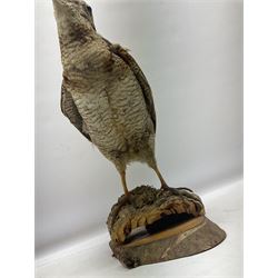 Taxidermy: Woodcock (Scolopax rusticola) standing on a log and grassy mound, on an oval wooden base H31cm